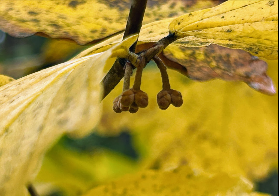 Witchhael fall flower bud